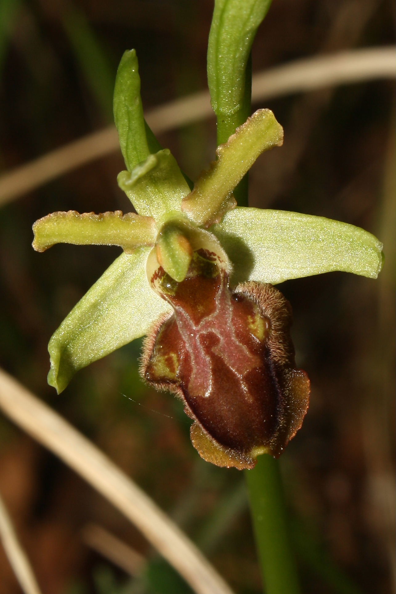 Ophrys sphegodes da determinare-3